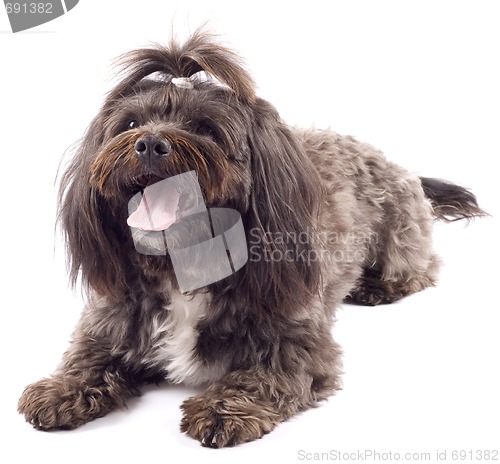 Image of Havanese dog standing with mouth open