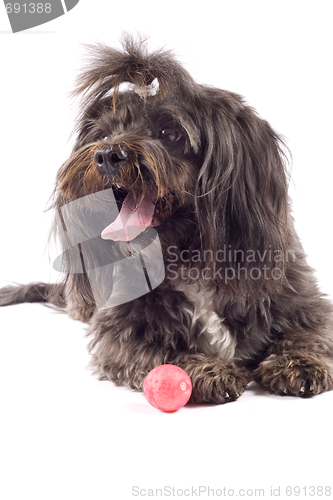 Image of black bichon looking at something standing near a toy