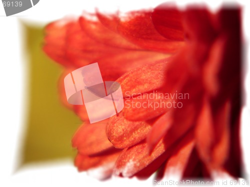 Image of Red Flower - macro