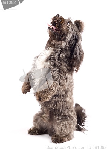 Image of Havanese dog standing on his hind legs