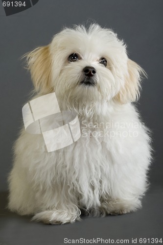 Image of maltese dog sitting