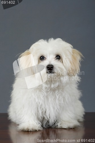 Image of maltese dog sitting in front of grey background