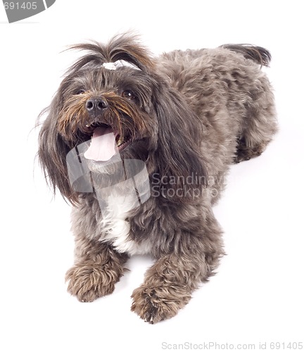 Image of Portrait of a havanese dog