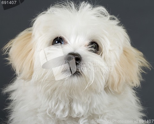 Image of picture of a bichon puppy