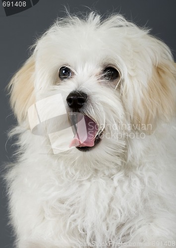 Image of maltese dog sitting with mouth open