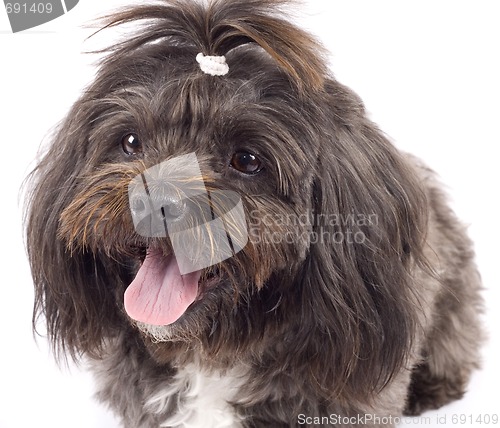 Image of closeup of a black bichon puppy