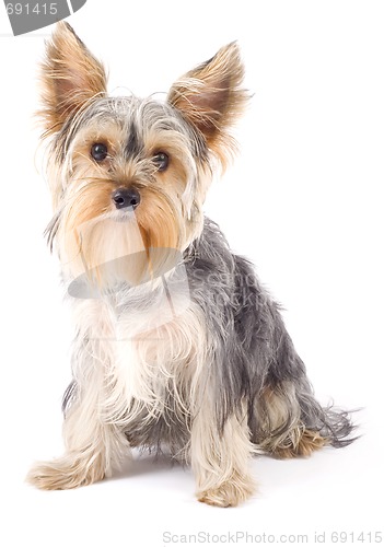 Image of Yorkshire Terrier 