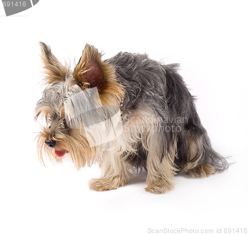 Image of a small curious yorkshire terrier