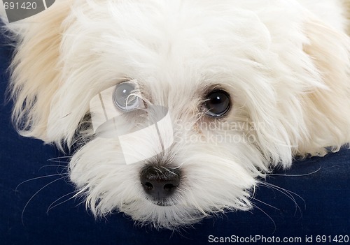 Image of closeup picture of a bichon cute eyes
