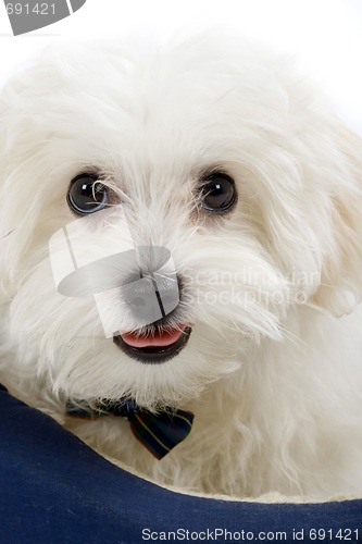 Image of maltese dog lying in in a puppy bed