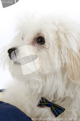 Image of bichon maltese looking away to a side
