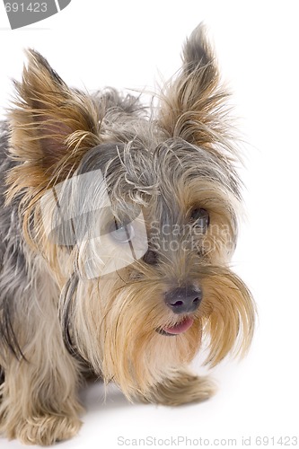 Image of purebred dog (Yorkshire terrier) isolated on white