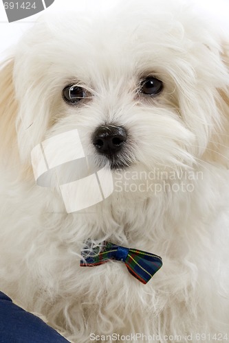 Image of bichon maltese puppy 