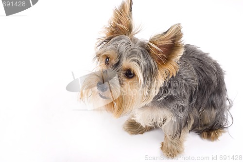 Image of Yorkshire Terrier isolated on a white background