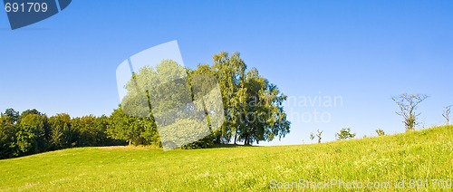 Image of Idyllic meadow with tree