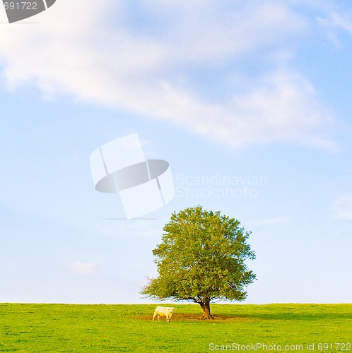 Image of Idyllic meadow with tree