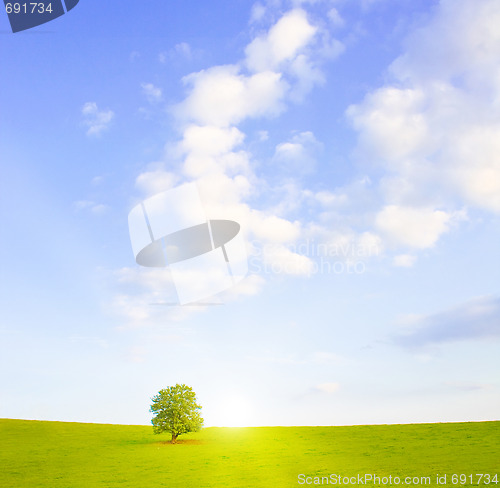 Image of Idyllic meadow with tree