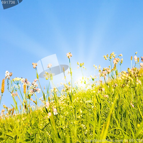 Image of Idyllic lawn with sunlight