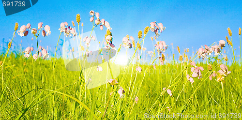 Image of Idyllic lawn with sunlight