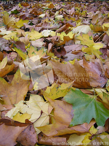 Image of Leafs