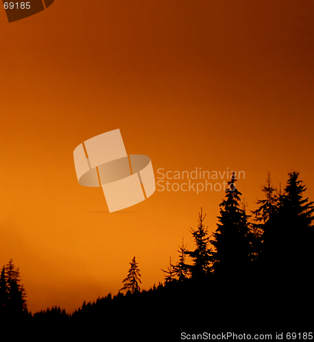 Image of Fir Forest at night - red sky