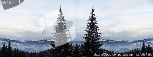 Image of Forest - Fir