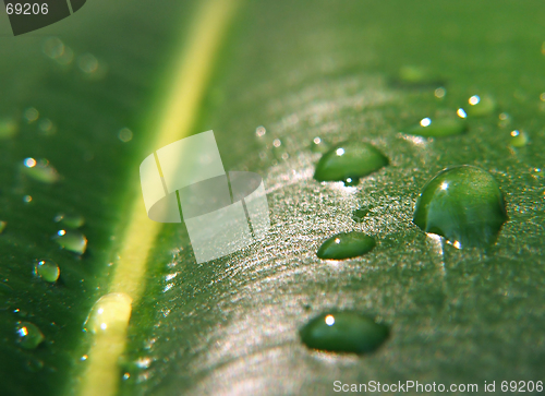 Image of BIG Drops on a leaf