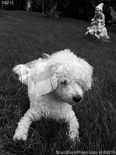 Image of White dog on grass