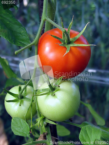 Image of tomatoes