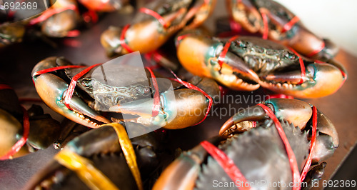 Image of Crabs close-up