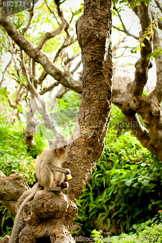 Image of Monkey eating