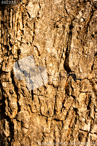 Image of Wood Texture