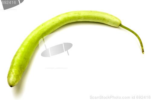 Image of cucuzza longa zucchini squash