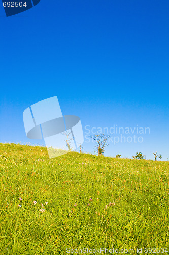 Image of Lawn