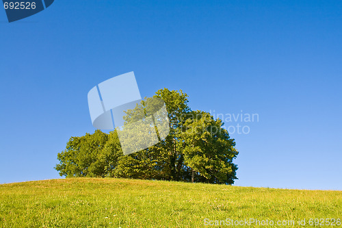 Image of Idyllic meadow with tree