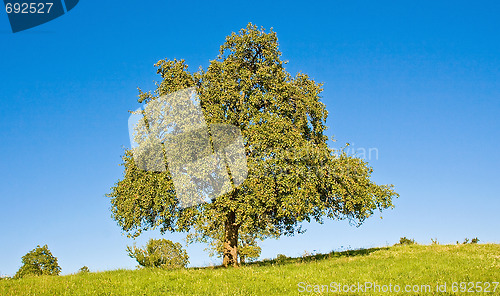 Image of Idyllic meadow with tree