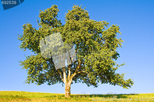 Image of Idyllic meadow with tree