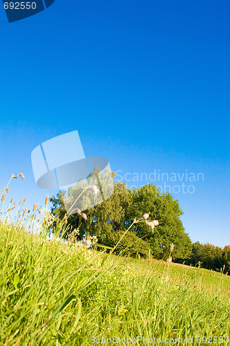 Image of Idyllic meadow with tree