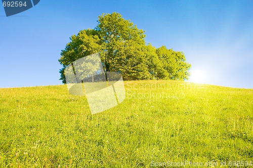 Image of Idyllic meadow with tree