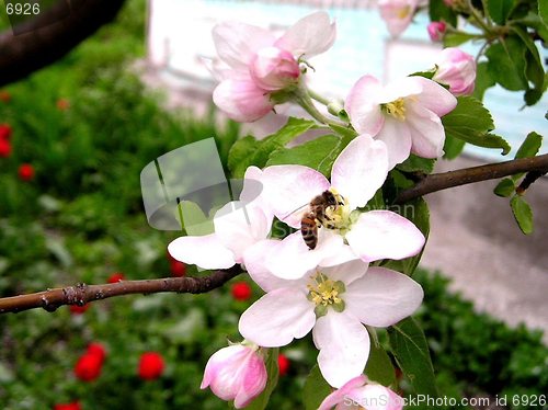 Image of Bee on flower