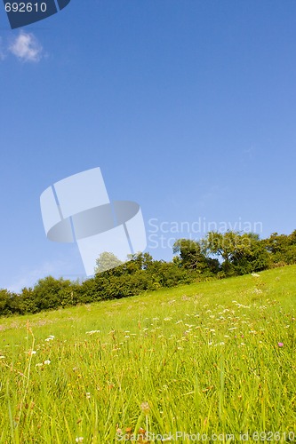 Image of Idyllic meadow in summer