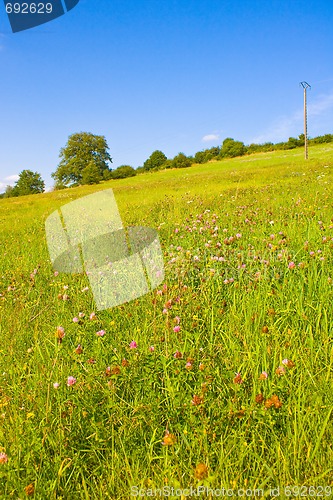 Image of Idyllic meadow in summer