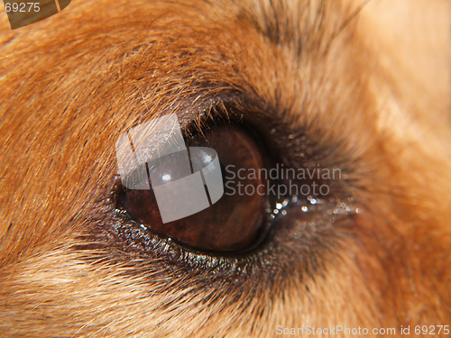 Image of Dog EYE - macro