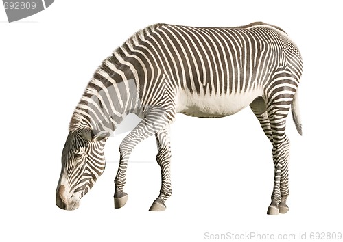 Image of Zebra