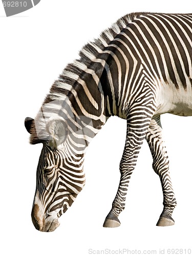 Image of Zebra