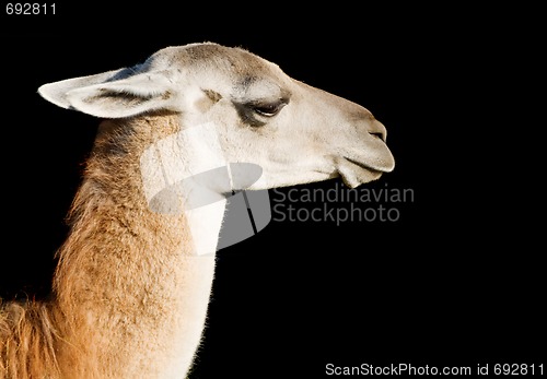 Image of Llama