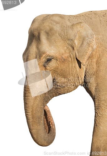 Image of Elephant