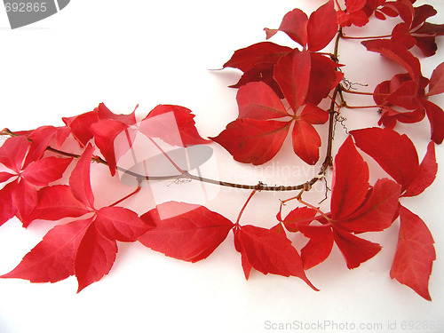 Image of autumn