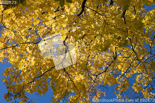 Image of Golden maple