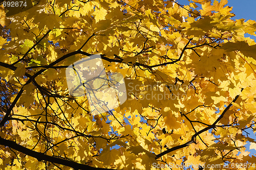 Image of Golden maple